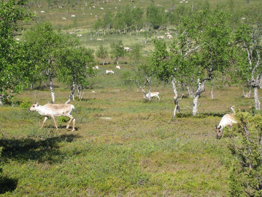 Saariselaen Marjamajat Villa Saariselka Eksteriør bilde